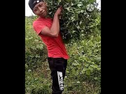 Download lagu story wa 30detik lucu mp3 dapat kamu download secara gratis di lagugratis321. Video Story Wa Ngarit Mp3 Downloads