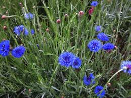 Department of agriculture plant hardiness zones 7 and lower but a perennial in usda zones 8 through 10. Blue Boy Bachelor S Button Fedco Seeds