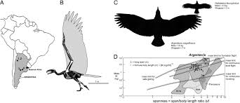 Big Bird Birds Flying Megafauna Bird