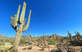 Even though you are hiking close to home, always be conservative. Hiking At The Mcdowell Sonoran Preserve In Scottsdale Arizona Boarding Pass