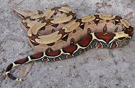 Red Tail Boa Red Tail Boa Boa Constrictor Pet Snake