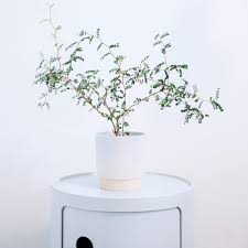 Image result for Sophora inhambanensis