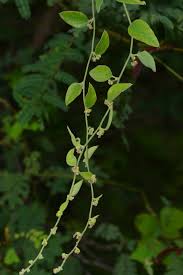 Image result for Cocculus hirsutus