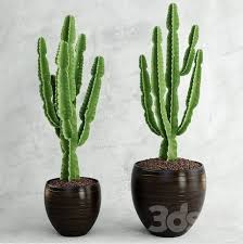 Image result for Euphorbia cataractarum