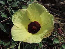 Image result for Hibiscus surattensis