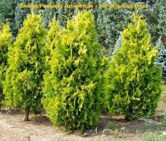 Arborvitae (thuja) trees are thick coniferous trees that can grow up to tall. George Peabody Arborvitae Thuja
