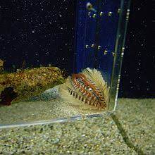 Ulat bulu terbaru gratis dan mudah dinikmati. Ulat Bulu Laut Wikipedia Bahasa Melayu Ensiklopedia Bebas