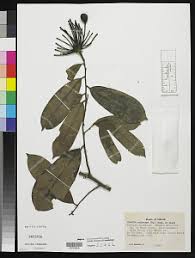 Image result for Annickia