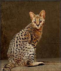 Pin On Savannah Cats