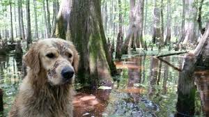 View our available golden retriever puppies online. Golden Retriever Louisiana