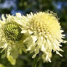 Image result for Cephalaria pungens
