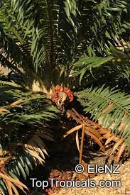 Image result for Encephalartos gratus
