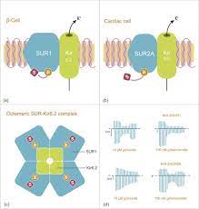 Gliclazide is used to help control blood sugar levels in people with type 2 diabetes. The Place Of Gliclazide Mr In The Evolving Type 2 Diabetes Landscape A Comparison With Other Sulfonylureas And Newer Oral Antihyperglycemic Agents Diabetes Research And Clinical Practice