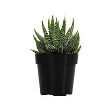 Image result for Haworthia