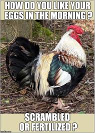 Only a few more days and the will be ready to hatch! How Do You Like Your Eggs In The Morning Imgflip