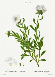 Image result for Convolvulus farinosus