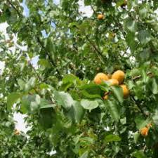 The leaves of the tree are ovate with a rounded base, pointed tip and serrated margin. Care For Apricots Garden Org