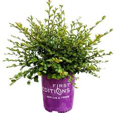 Image result for Caperonia fistulosa