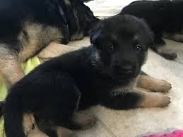 Black And Red German Shepherd Puppies For Sale In Ohio German Shepherd Puppy 5 Weeks Old That Face Super Cute Puppies German Shepherd Puppies Gsd Puppies