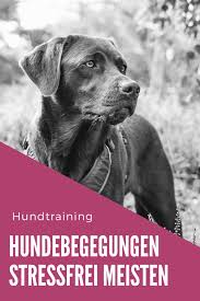 Hundebegegnungen Stressfrei Meistern Labrador Laika In 2020 Hunde Hundchen Training Hund Bellt