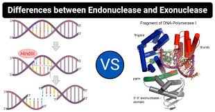 11 Differences Between Endonuclease And Exonuclease In 2020 Dna Results Molecular Biology Dna Ligase