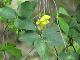 Image result for Vigna luteola
