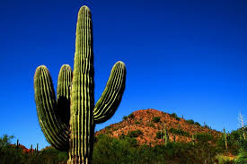 Vendemos cactus y suculentas con mucho amor y respeto. Regar El Cactus Ideas Practicas Plantas