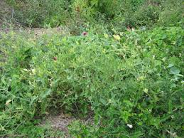 Maybe you would like to learn more about one of these? Wildflowers The Trees Flowers Of Whangarei