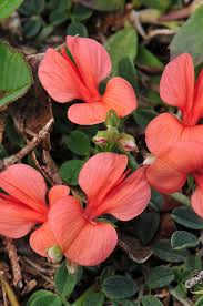 Image result for Indigofera hilaris