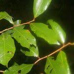 Image result for Parinari excelsa