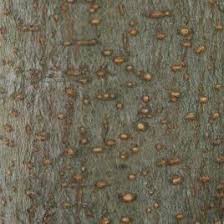 Image result for Faroa salutaris