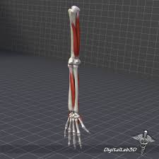 The lo the three bones in the human arm are the humerus, the ulna and the radius. Human Arm Bone And Muscle Structure 3d Model In Anatomy 3dexport