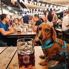Other end of the leash pet bou. Guide To A Dog Friendly Durham Restaurants Dog Parks Hiking Trails And More Best Of The Bull