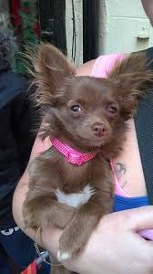 This advert is located in and around. Tiny Chocolate Long Haired Chihuahua 8 Months Old Peacehaven East Sussex Pets4homes