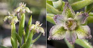 Check spelling or type a new query. Ferraria Ferrariola Spider Iris World Of Flowering Plants