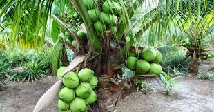Sawit malaysia kumbang kelapa buah pelik pelepah kelapa pokok pisang kaki gambar akar kelapa kepiting kelapa tandan kelapa jenis kelapa gambar sabut kelapa pemandangan pohon. Panduan Lengkap Tanam Kelapa Matag Untuk Hasil Yang Lumayan Impiana
