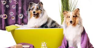 Best cat groomers near you. Mobile Pet Grooming Near Me Cats The Y Guide