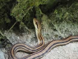 シマヘビの特徴とアオダイショウとの見分け方。威嚇行動を取るかわいいヘビの紹介 - 蓼食う虫も好き好き