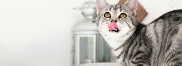 ‪Cats Eating Strange Things: Grass, Pica, Boredom | Whiskas‬‏