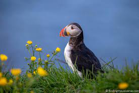 It is also home to many seabirds, among them puffins, skuas, and kittiwakes who nest on sea cliffs around the country. Icelandic Wildlife Travel Blog Iceland Travel
