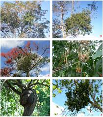 Image result for Erianthemum virescens