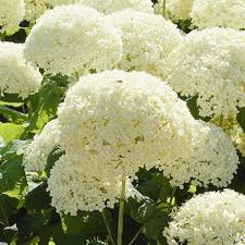 По данным missouri botanical garden: Hydrangea Arborescens Annabelle Large Specimen Garden Plants