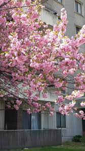 The oleander tree displays a long lasting bloom that comes in clumps of red, white, and pink. What Are Those Flowering Trees Bushes I Drive By Every Day