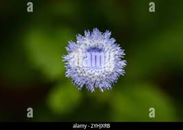 Image result for Crassocephalum rubens