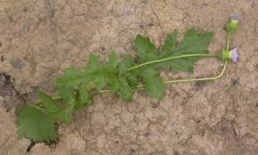 Image result for Crassocephalum