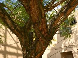 Image result for Acacia davyi