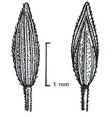 Image result for Digitaria velutina