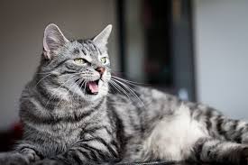 Kediler Neden Miyavlar Kedi Blog