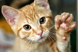 kedinin karnindan ses gelmesi kedi hayvanlari blog