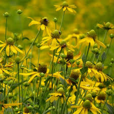 Image result for Hunteria congolana